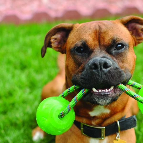 Kong Squeezz Ball Con Maniglia - Colori Assortiti - Medium - immagine 3