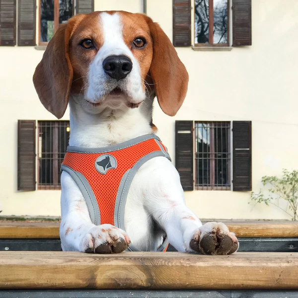 Pettorina Reflective Croci Hiking - Fucsia-L - immagine 4