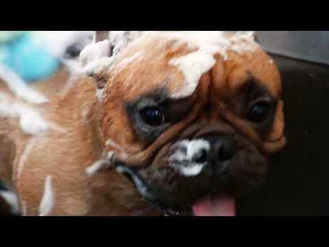 Balsamo Anticrespo Per Cani Soft Elixir Barbershop Croci - 200 Ml - immagine 2